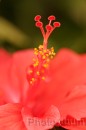 IMG_1445 * 2048 x 3072 * (815KB)