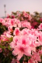 IMG_1456 * 2048 x 3072 * (913KB)