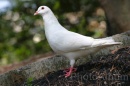 IMG_2299 * 3072 x 2048 * (937KB)