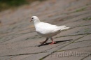 IMG_2306 * 3072 x 2048 * (840KB)