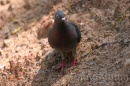 IMG_2313 * 3072 x 2048 * (1.2MB)