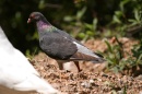IMG_2317 * 3072 x 2048 * (972KB)