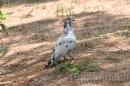IMG_2320 * 3072 x 2048 * (1.44MB)