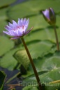 IMG_2411 * 2048 x 3072 * (719KB)