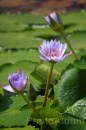 IMG_2412 * 2048 x 3072 * (806KB)