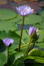 IMG_2417 * 2048 x 3072 * (774KB)