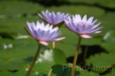 IMG_2426 * 3072 x 2048 * (717KB)