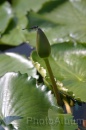 IMG_2433 * 2048 x 3072 * (747KB)