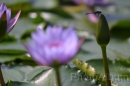 IMG_2435 * 3072 x 2048 * (696KB)