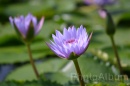 IMG_2443 * 3072 x 2048 * (714KB)