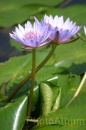 IMG_2459 * 2048 x 3072 * (803KB)