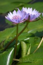 IMG_2460 * 2048 x 3072 * (804KB)