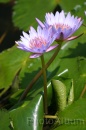 IMG_2462 * 2048 x 3072 * (819KB)