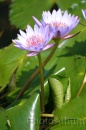 IMG_2464 * 2048 x 3072 * (828KB)
