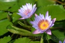 IMG_2465 * 3072 x 2048 * (837KB)