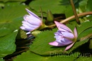IMG_2474 * 3072 x 2048 * (794KB)