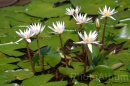 IMG_2480 * 3072 x 2048 * (989KB)