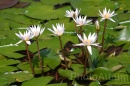 IMG_2481 * 3072 x 2048 * (990KB)