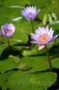 IMG_2488 * 2048 x 3072 * (792KB)
