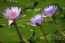 IMG_2491 * 3072 x 2048 * (756KB)