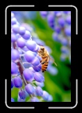 CRW_9609 * 2048 x 3072 * (1.08MB)