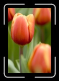 CRW_9681 * 2048 x 3072 * (1.07MB)