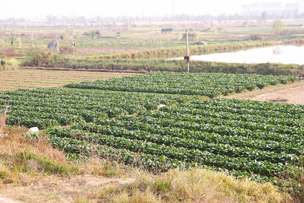 CRW_1566.JPG